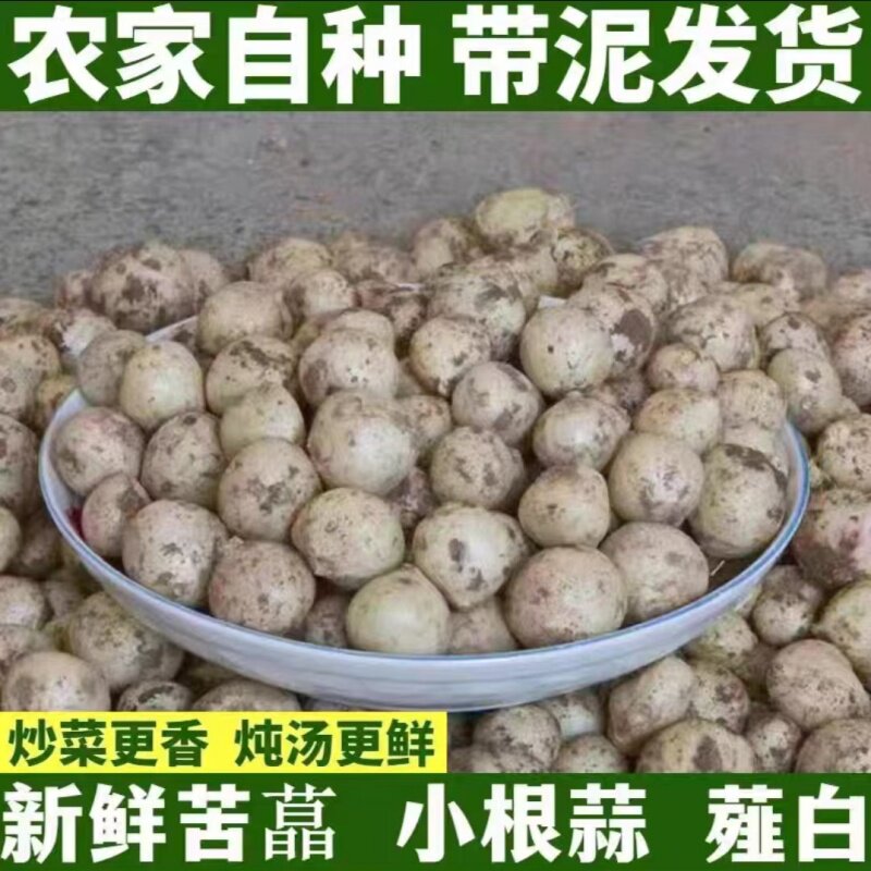 四川特产苦藠野葱新鲜团葱洋葱头苦茭小根蒜小薤白鲜野生苦叫肖蒜