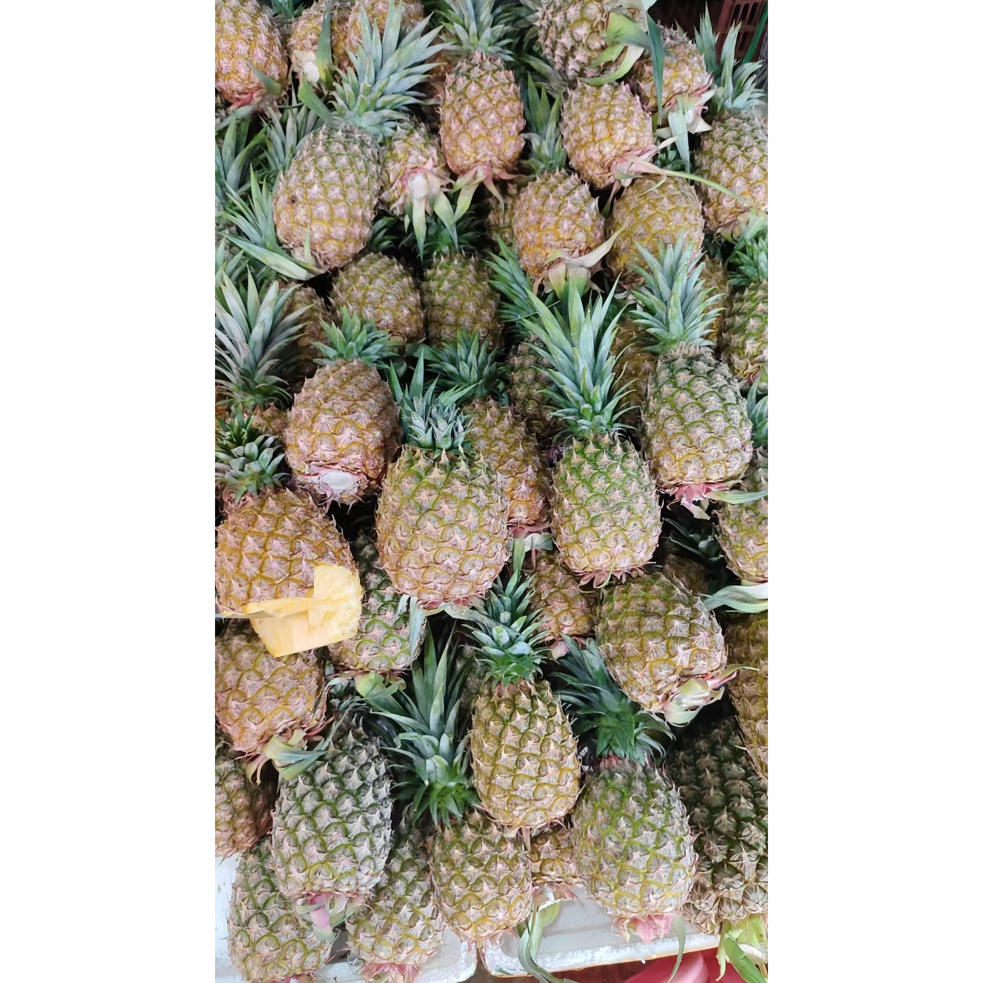 海南自然熟金钻凤梨收到直接吃