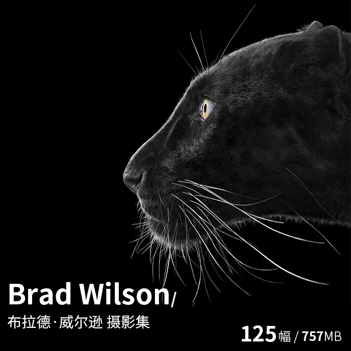 brad wilson 布拉德·威尔逊 动物摄影师作品集高清图片素材资料