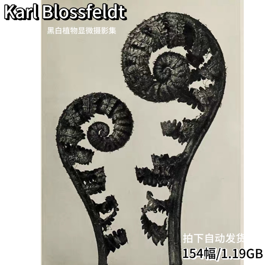 E355【德国】（Karl Blossfeldt）黑白植物显微摄影网传电子图库 商务/设计服务 设计素材/源文件 原图主图