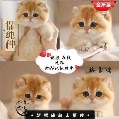 金渐层短毛包子脸英短幼猫纯种