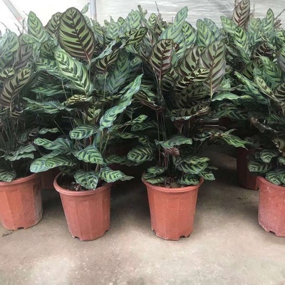 孔雀竹芋大盆盆栽植物花卉室内