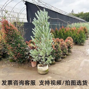 银叶金合欢盆栽树苗室外庭院阳台绿植澳洲品种观叶风景树公园绿化