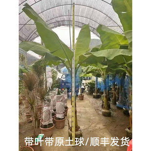 芭蕉树苗盆栽适合耐寒暴晒植物工程绿化绿植大型庭院花园观叶盆景