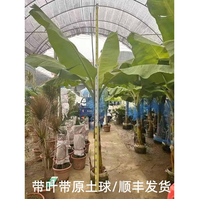 芭蕉树苗庭院花园美观净化空气