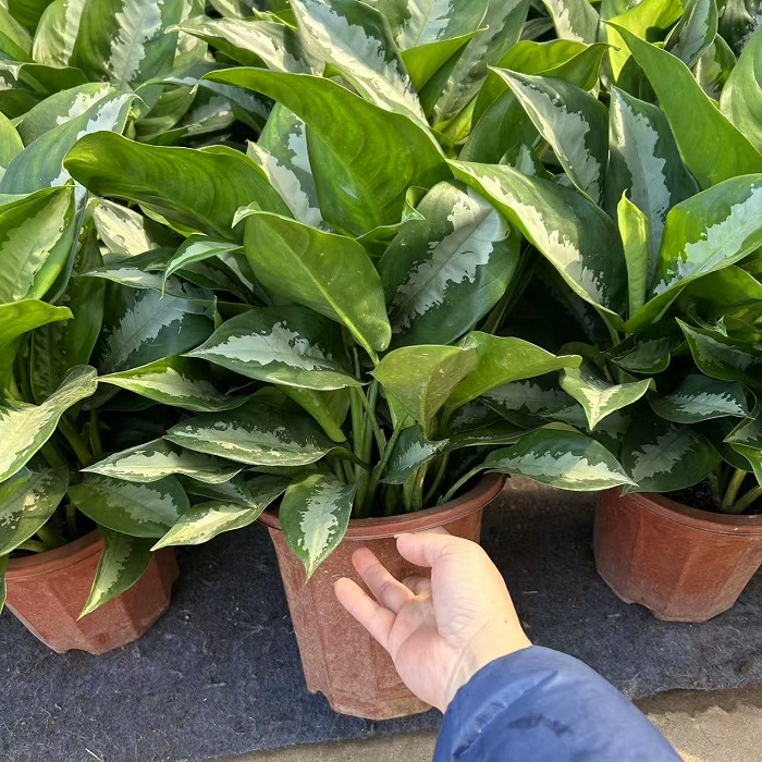 雅丽皇后盘栽室内好养活净化空气