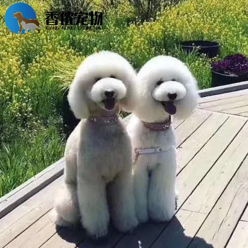 巨贵巨型贵宾犬幼犬纯种活体狗狗宠物狗  大型长毛犬北京狗市场