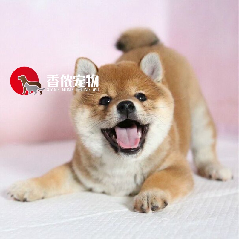 出售宠物狗狗家庭犬小型犬黑色柴犬幼崽家养日本柴犬纯种幼犬活体