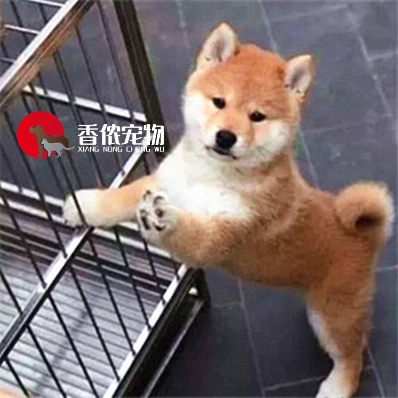 北京西城出售 纯种活体宠物狗短腿日系黑色柴犬日 系柴犬小型犬