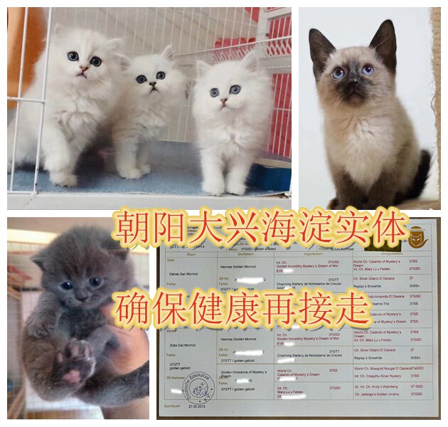 纯种英短猫活体金银渐层蓝猫美短暹罗加白布偶北京实体猫舍正规店