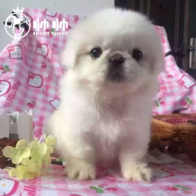 北京犬舍出售活体 纯种京巴幼犬 北京犬 白色 黑色灰色健康纯种