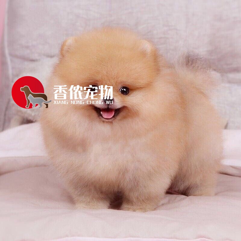 赛级活体棕黄色爆毛精品博美犬图片