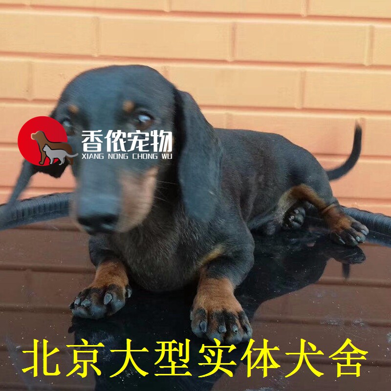 铁包金德国短毛北京宠物店腊肠犬