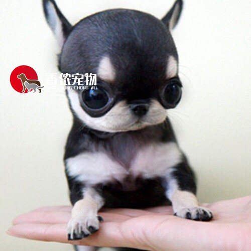 北京吉娃娃幼犬活体纯种茶杯狗舍