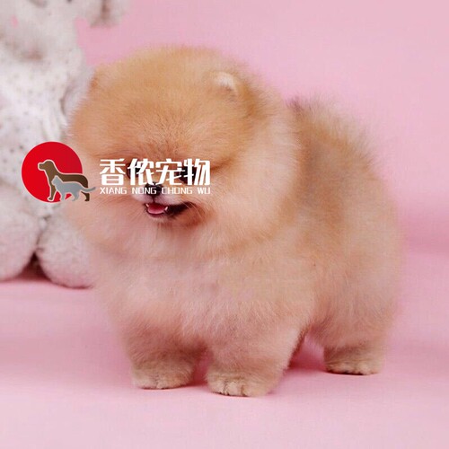 狗场出售博美幼犬奶油宠物狗活体