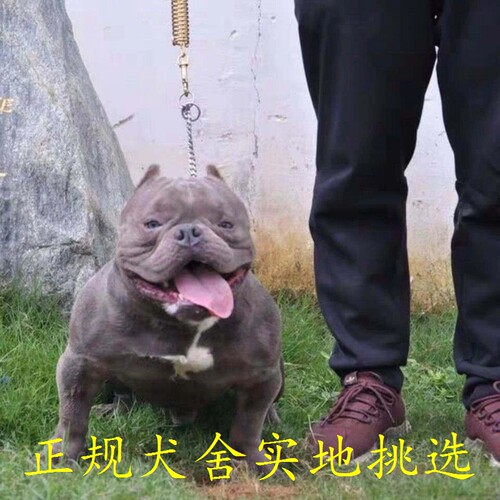 美国小体口袋宠物狗狗出售幼犬