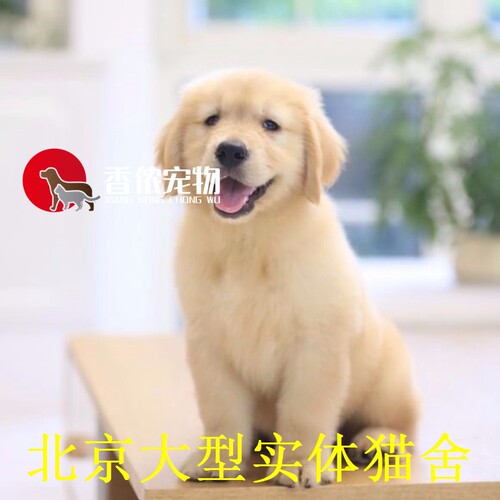 北京纯种双血统出售活体金毛犬