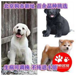 北京实体法国斗牛犬泰迪金毛博美哈士奇活体纯种幼犬各种宠物狗