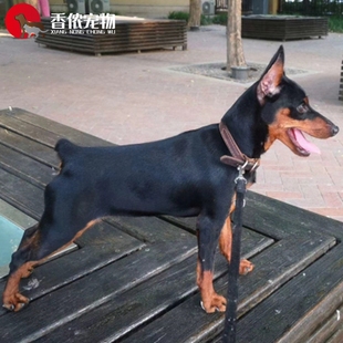 北京实体宠物 迷你杜宾幼犬双血统宾莎犬杜宾犬美德系小型护卫犬