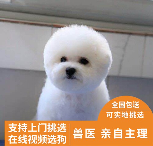 白色卷毛活体幼崽纯种比熊犬