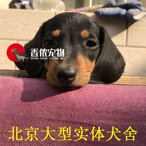 腊肠活体纯种德国短毛幼犬铁包金