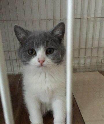 英短蓝白活体宠物猫包子脸幼猫纯种英国短毛游戏联盟僧装各种花卉