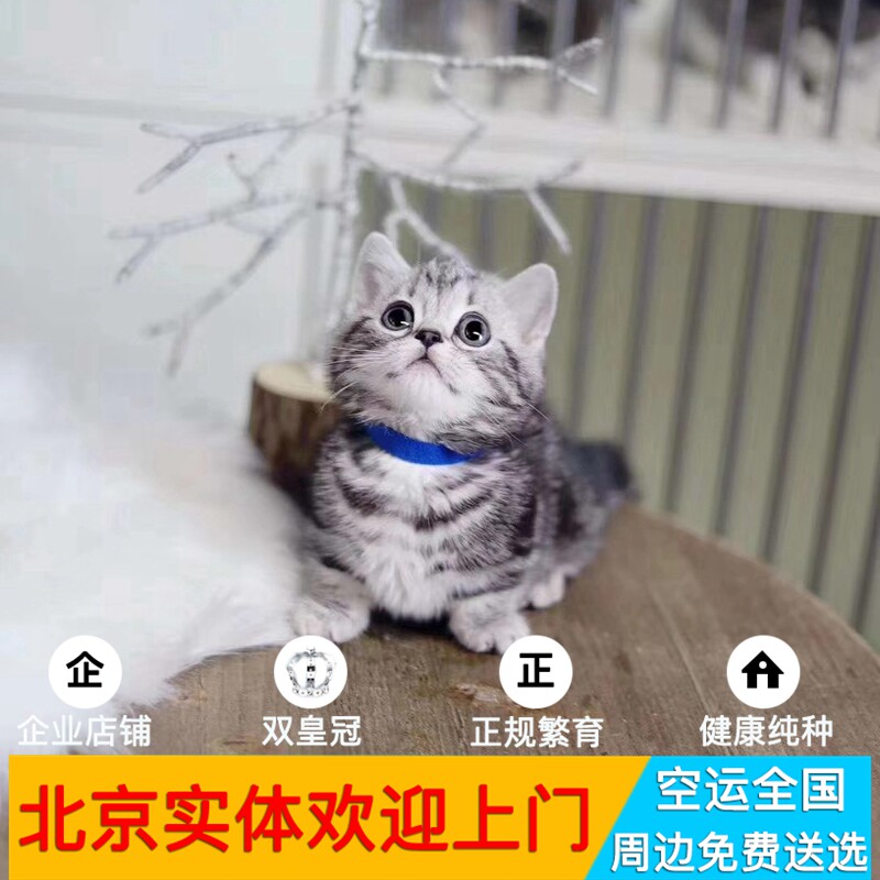 纯种曼基康矮脚猫活体北京猫舍图片