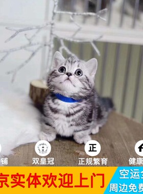 纯种曼基康矮脚猫活体北京猫舍
