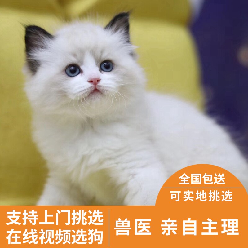 布偶猫活体蓝双布偶猫蓝眼睛宠物猫活体海双可上门起司蓝白矮脚猫