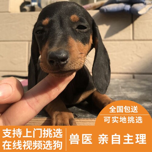 腊肠犬纯种幼犬活体狗狗柯基