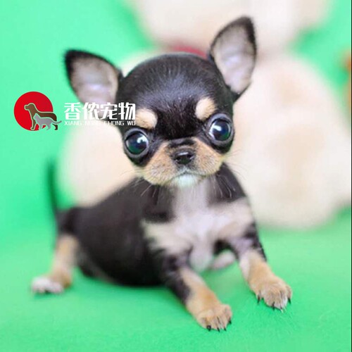北京实体狗崽小型犬吉娃娃法牛