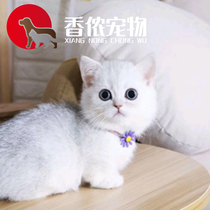 拿破仑金渐层矮脚猫幼猫短腿猫米努特猫血统猫咪 猫舍腿矮脚猫图片