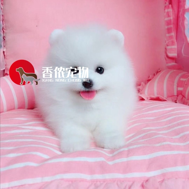活体白色博美俊介犬北京可送货图片