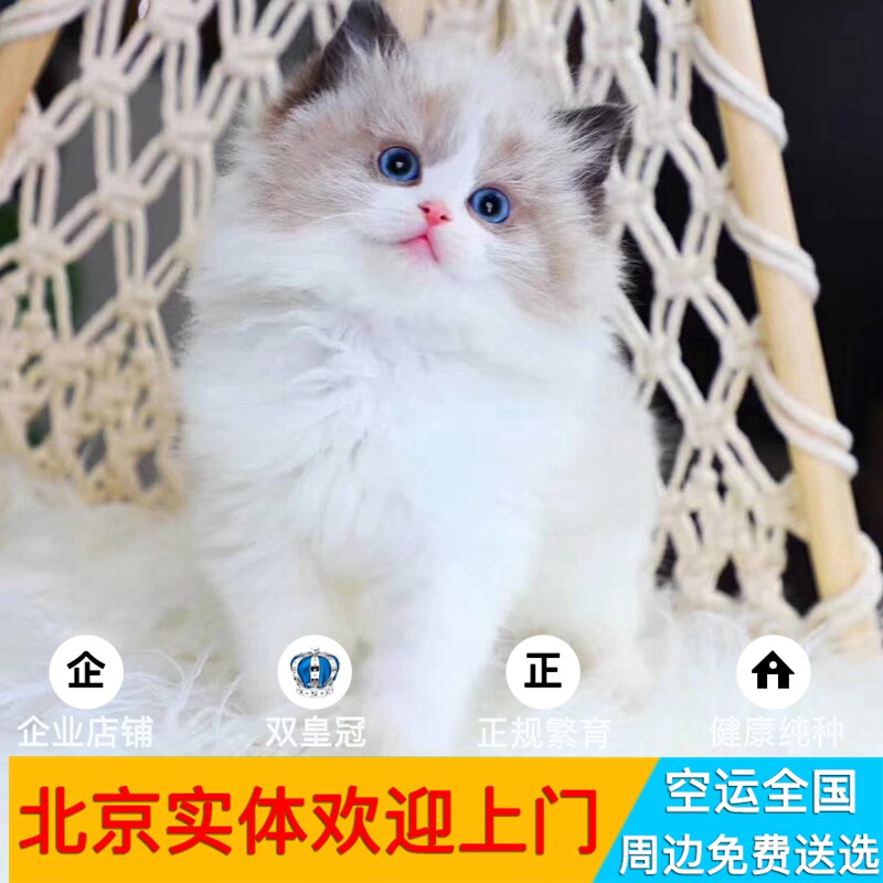 猫舍双色布偶猫活体幼猫纯种血统蓝眼布偶北京朝阳丰台宠物市场