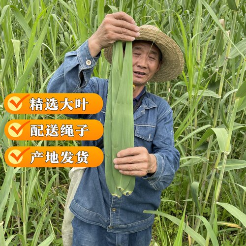 新鲜芦苇叶江苏宿迁粽叶现摘