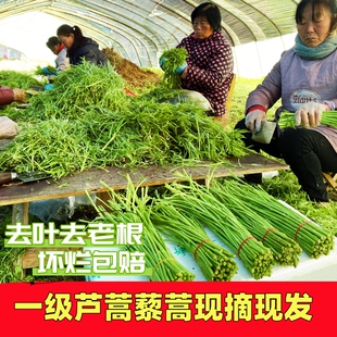 农家现摘芦蒿藜蒿泥蒿黎蒿杆子去叶去老根净菜新鲜蔬菜柳蒿芽