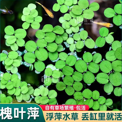 槐叶萍鱼缸用品水草植物增氧真草