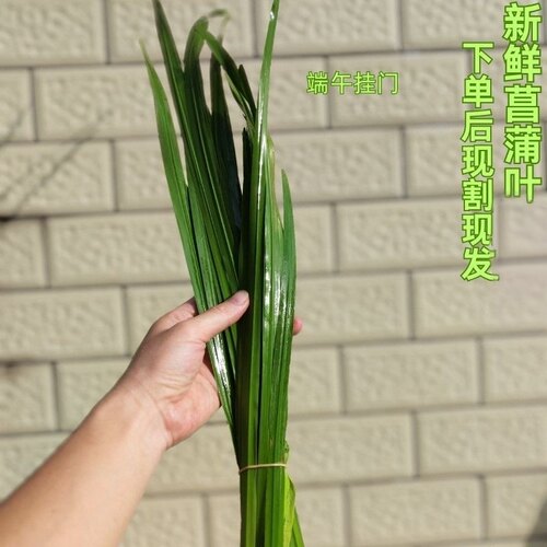 端午现采新鲜水菖蒲艾草防蚊包