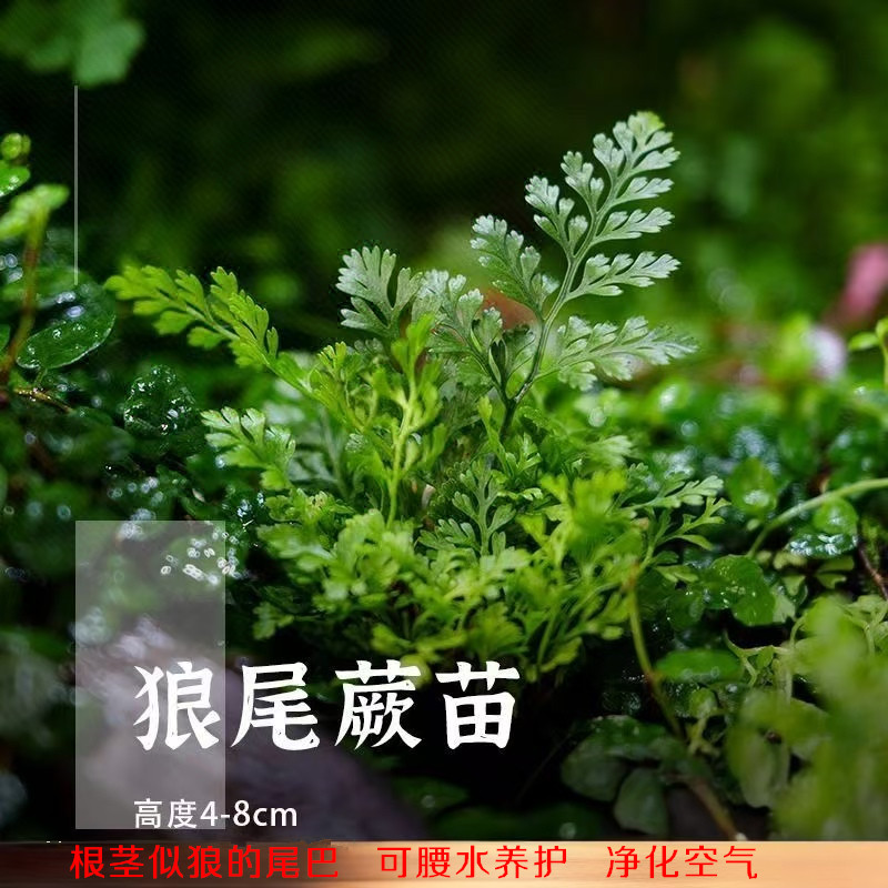 狼尾蕨微景观水培植物流水摆件图片