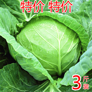 3斤送一斤新鲜球白菜卷心菜白菜甘蓝白椰菜圆白菜包菜4斤包邮