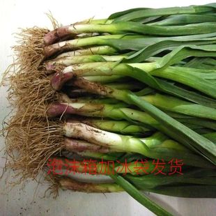 金牌卖家现货湖北自种新鲜本地嫩蒜苗青蒜苗红皮蒜苗带泥发货