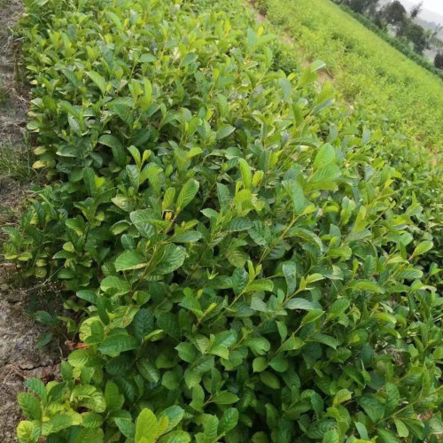 桤木苗水冬瓜树 水青凤 桤蒿 南方新鲜60公分杞木四川巴中