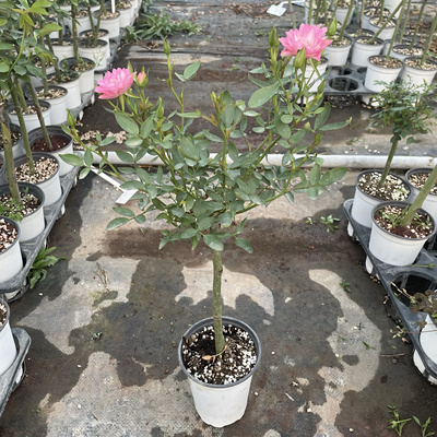 天河繁星棒棒糖