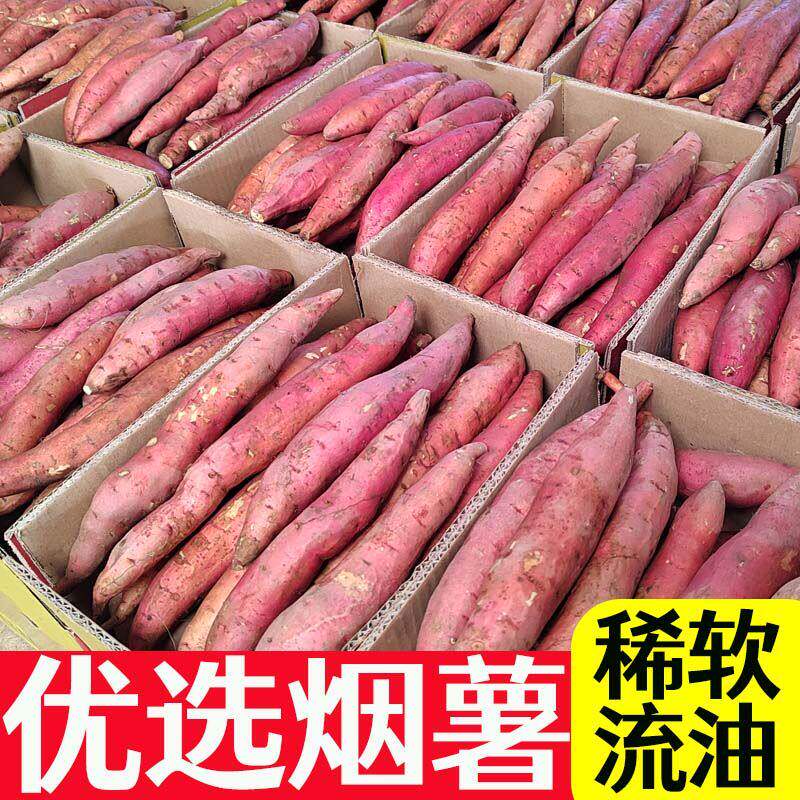 山东烟薯号红心糖稀软瓤流油密暑红薯烤地瓜大小蜜薯种血管