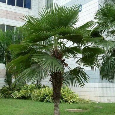 棕榈树苗扇子树常青树南北方种植