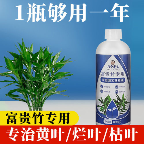 八个老头富贵竹防黄烂叶营养液