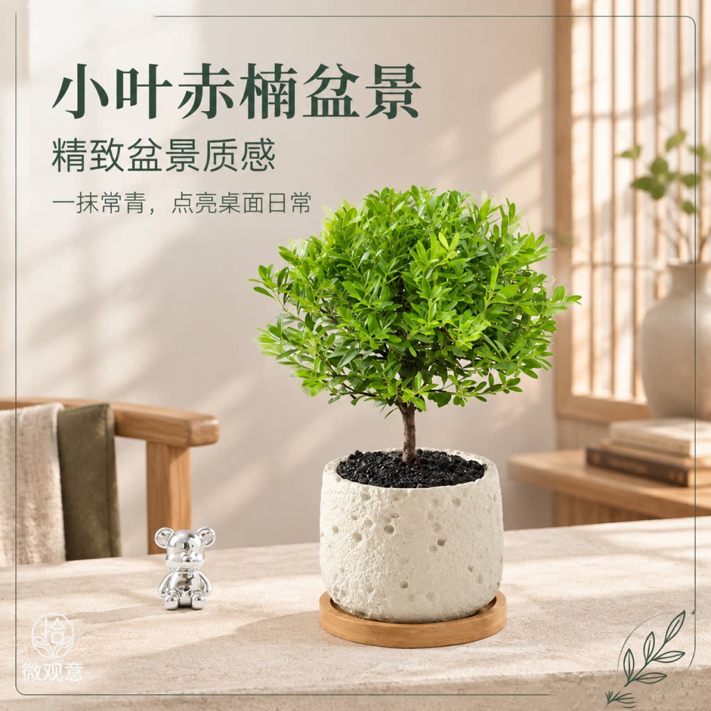 小叶赤楠老桩室内盆景好养