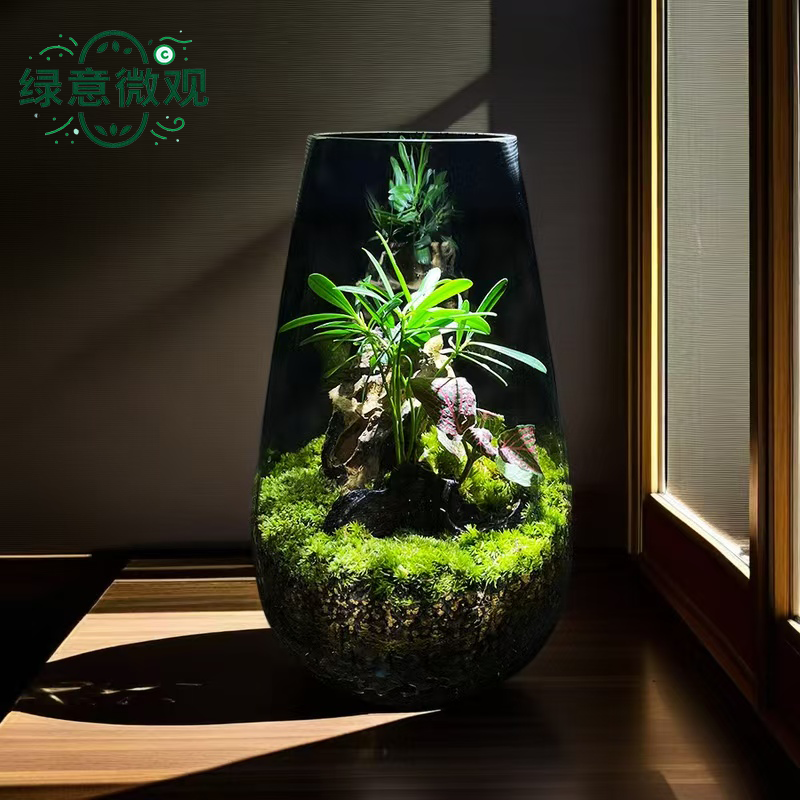 创意微景观幽谷景观绿植盆栽