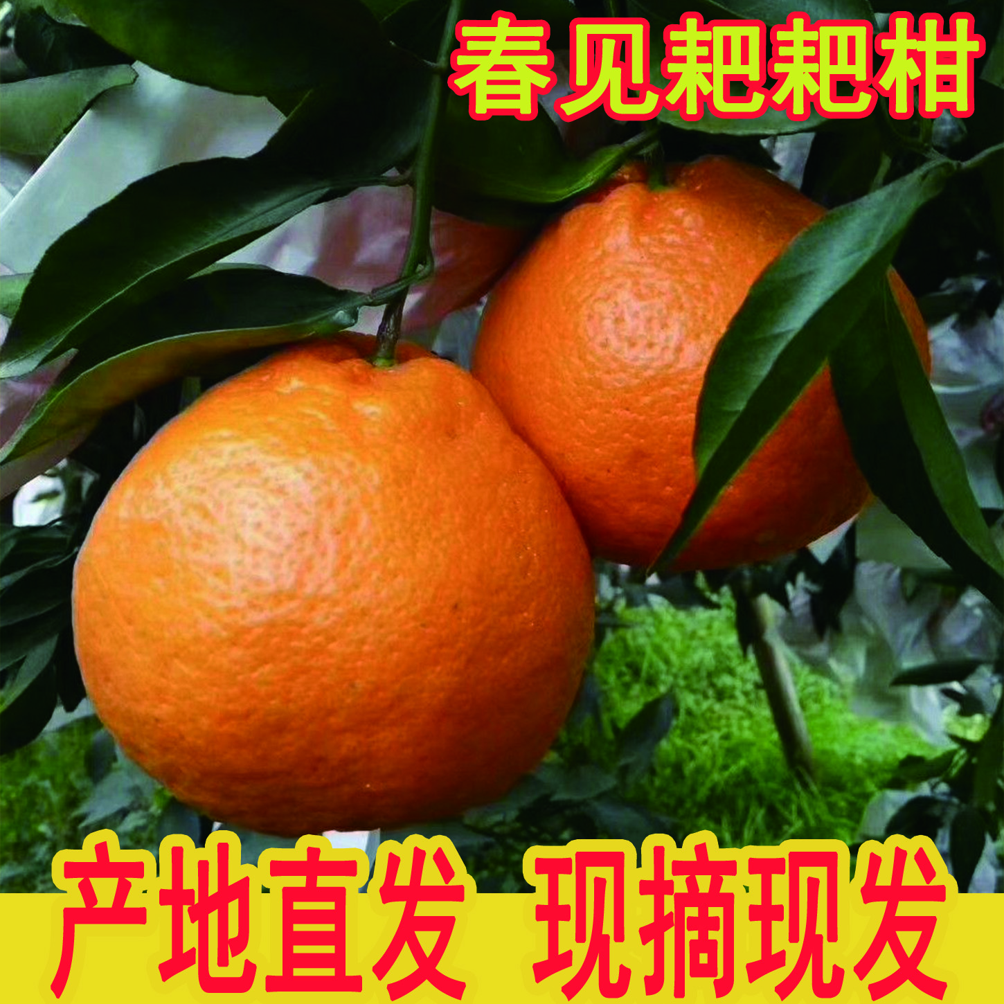 四川春见耙耙柑现摘现发产地直发