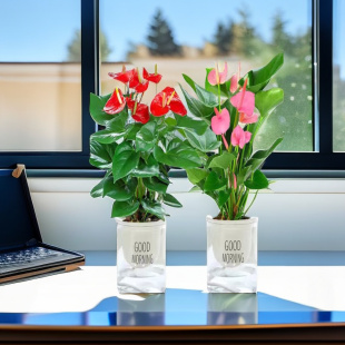 红掌粉掌白掌水培花卉白鹤芋花烛花室内桌面四季 长青观叶观花植物